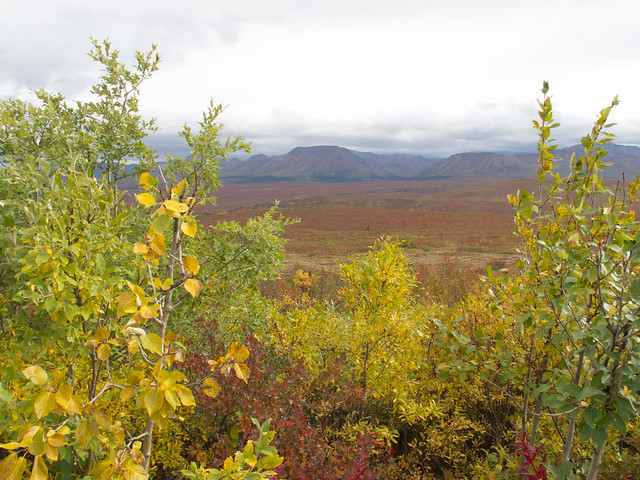 Trees, mostly Arctic birch and willow, frame a valley of short tundra vegetation