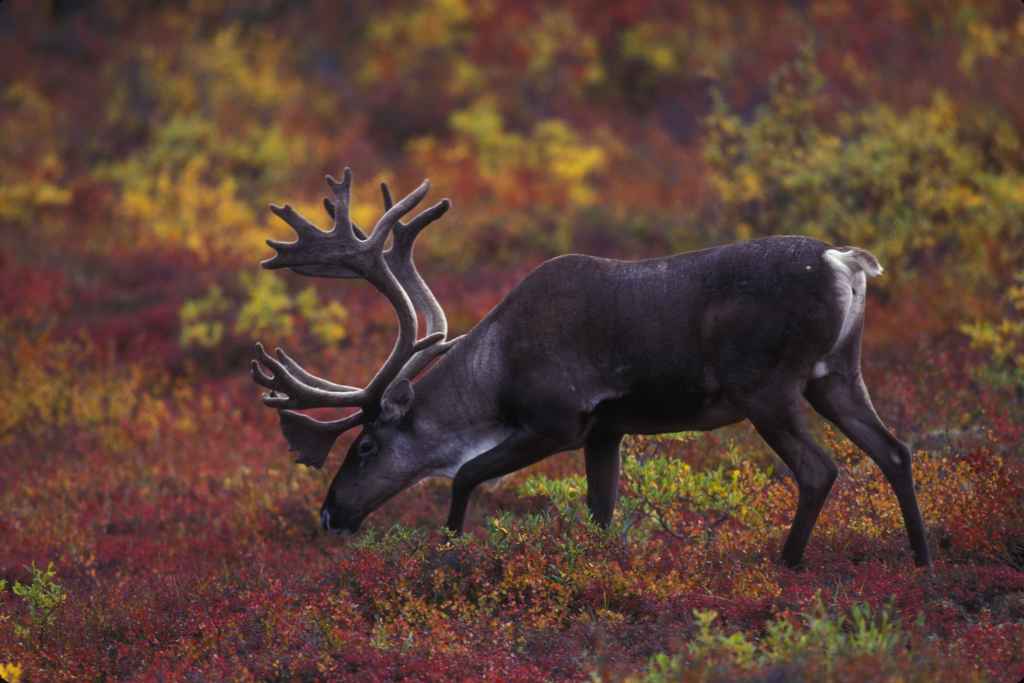 A barren-ground caribou grazing among shrubs and saplings