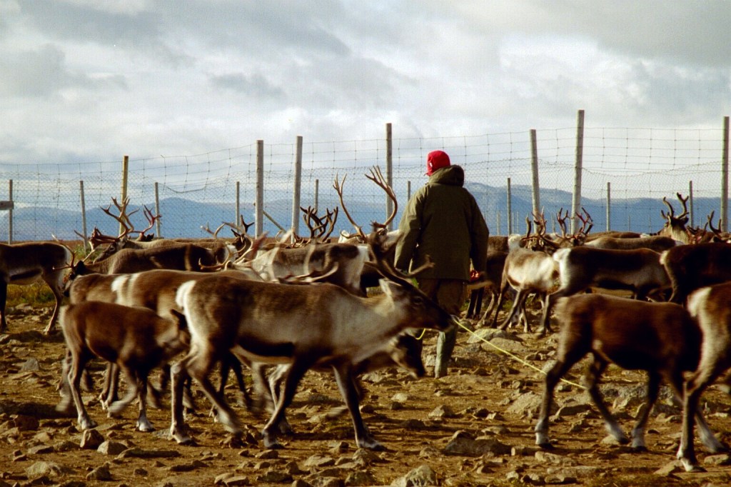 A reindeer herder stands among his herd at a fence boundary