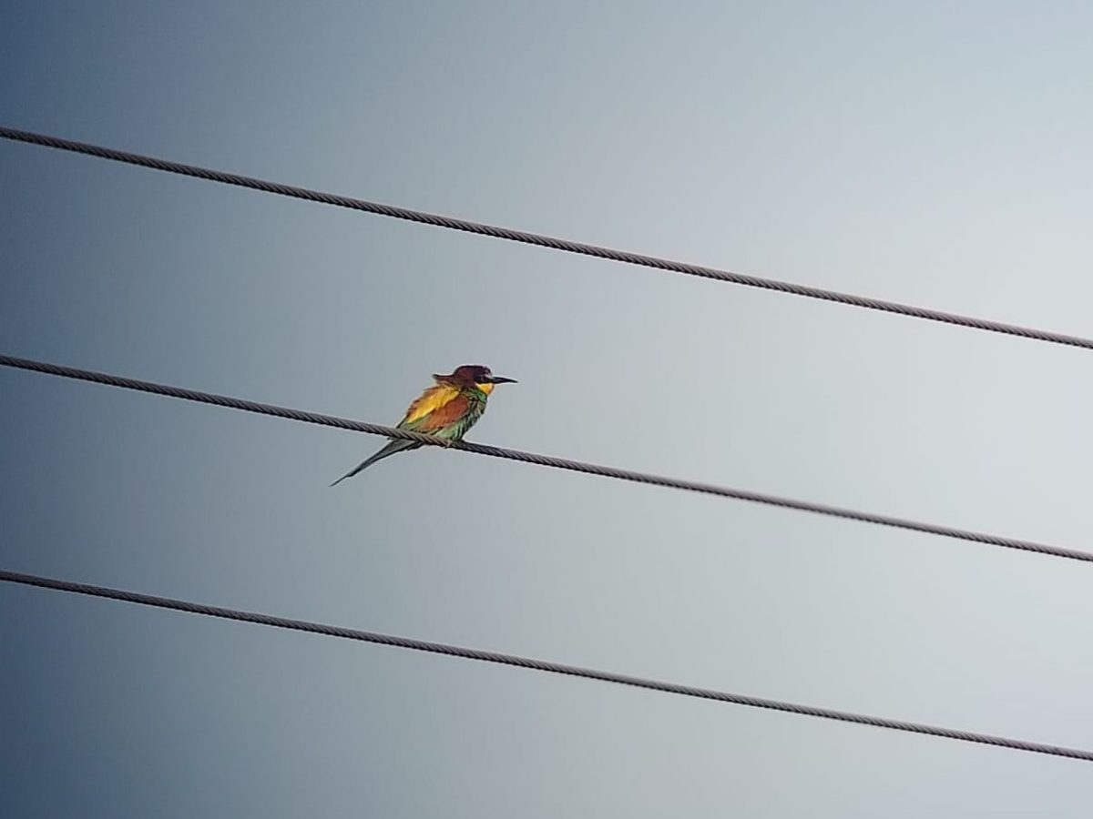 Bee-Eaters Among the Beefeaters: A New British&nbsp;Bird?