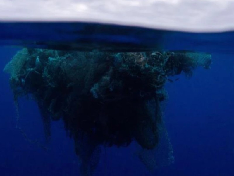What Lives in the Great Pacific Garbage&nbsp;Patch?